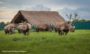 Rhinos in their new home in the DRC
